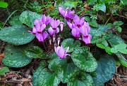 23 Cyclamen-Ciclamini